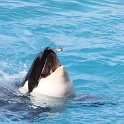 Marineland - Orgues - 024